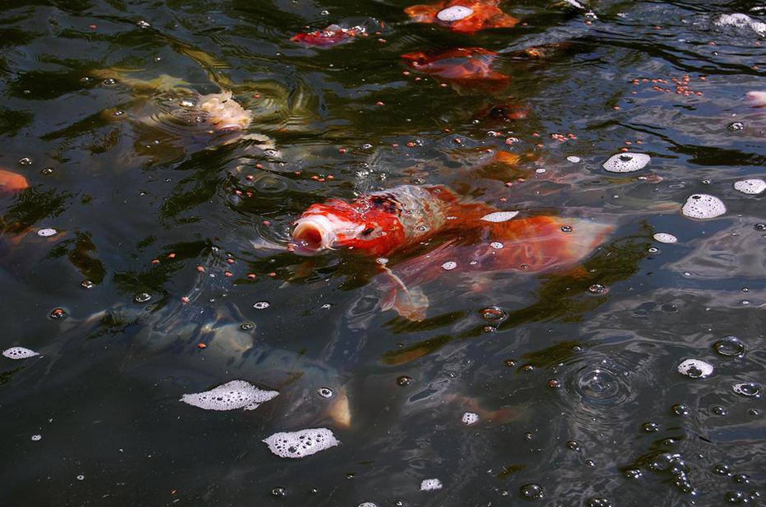 CC9656EE CEEA 4BD0 90FB A10F8BB55F90