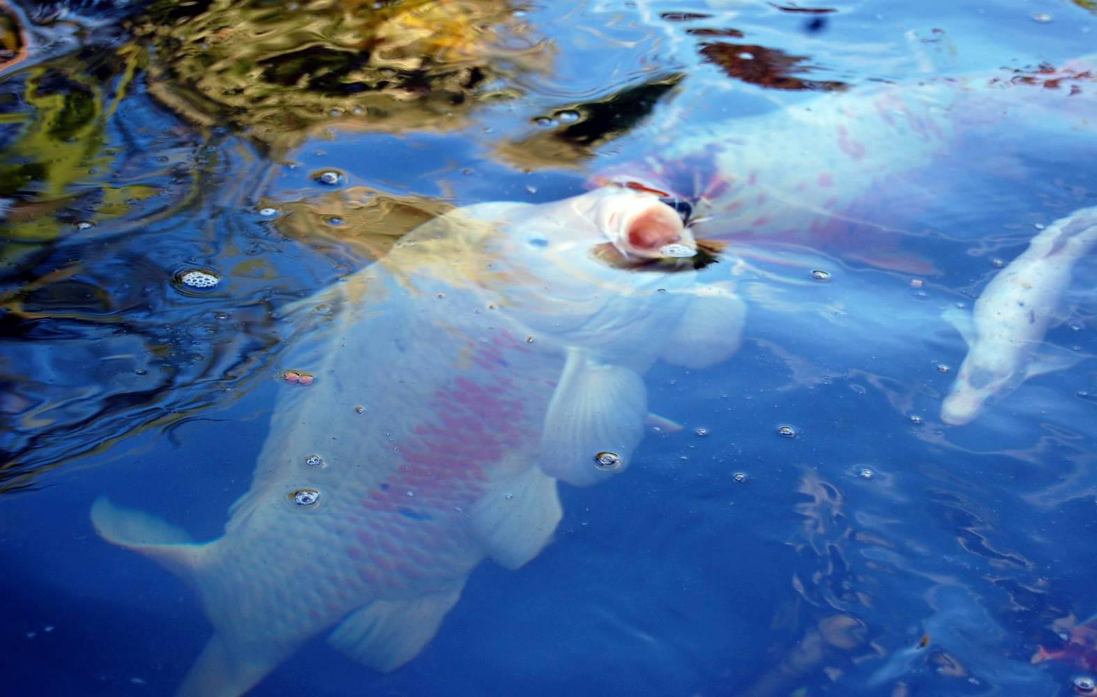 988A1D50 1C21 4354 ADE6 60885424CA67